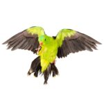 Pitaara Box Red Winged Parrot Peel & Stick Vinyl Wall Sticker 32.2 X 24Inch
